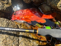 アカハタの釣果