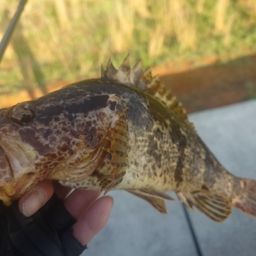 タケノコメバル