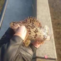タケノコメバル