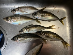 アジの釣果