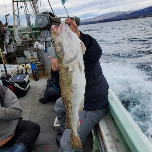 サクラマスの釣果