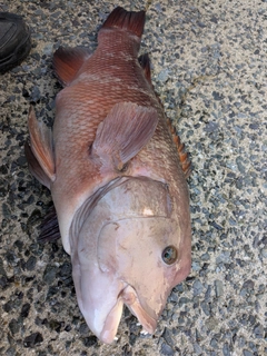 コブダイの釣果
