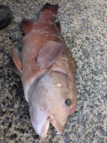 コブダイの釣果