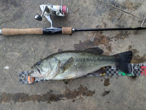 ラージマウスバスの釣果