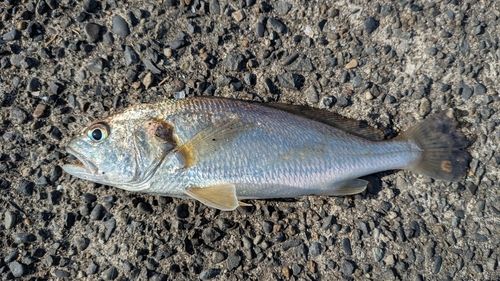 イシモチの釣果
