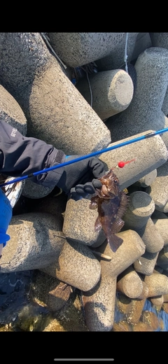 カサゴの釣果