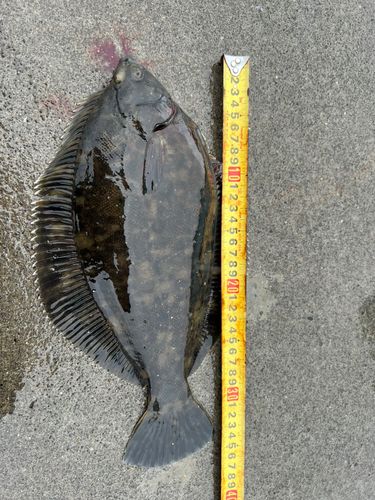 クロガシラガレイの釣果