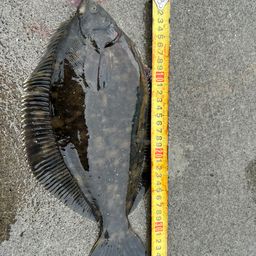 クロガシラガレイ