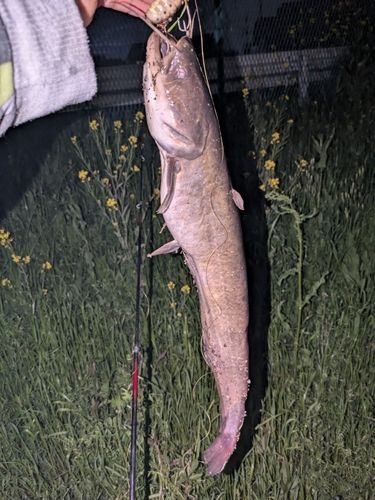 マナマズの釣果