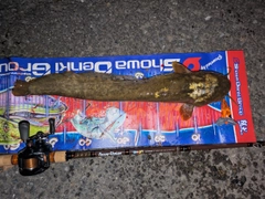 マナマズの釣果