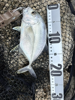 ロウニンアジの釣果