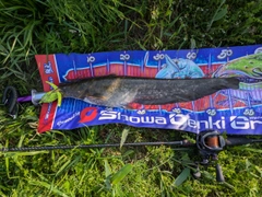マナマズの釣果