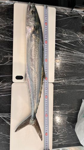 サワラの釣果