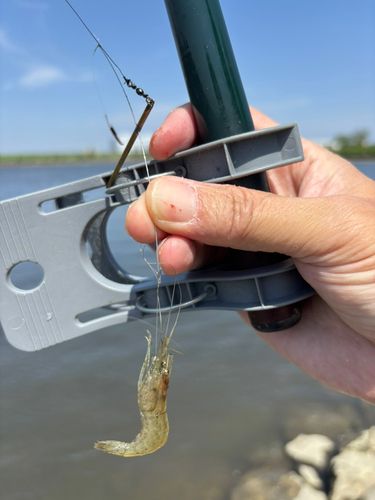 テナガエビの釣果