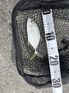 オニヒラアジの釣果
