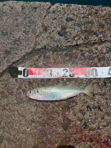 アオアジの釣果