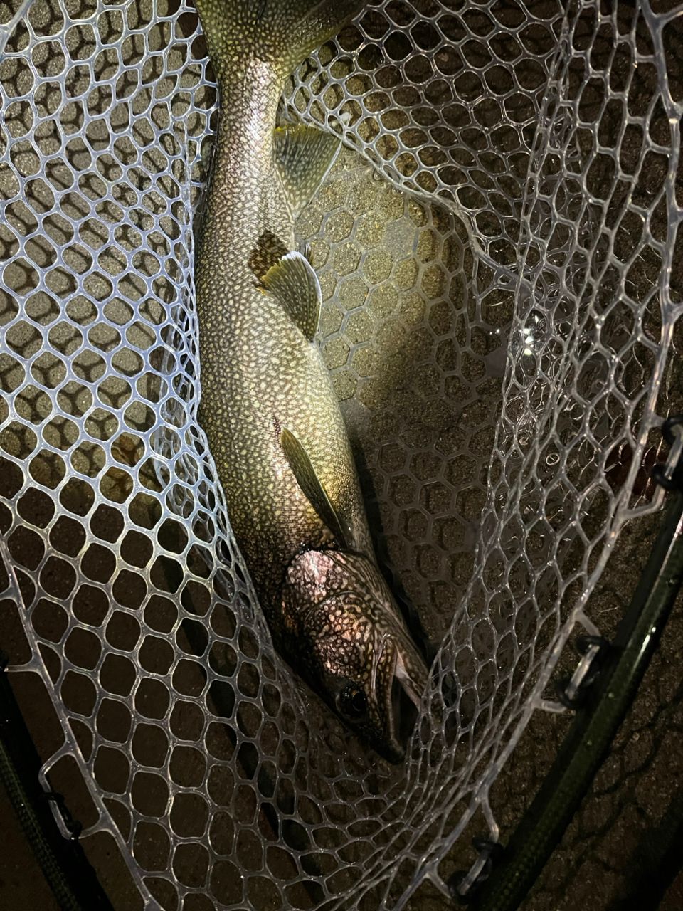 レイクトラウト