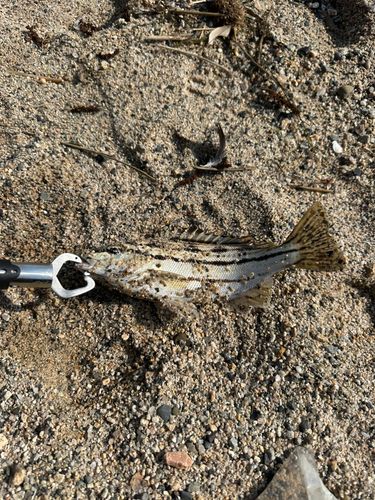 シマイサキの釣果