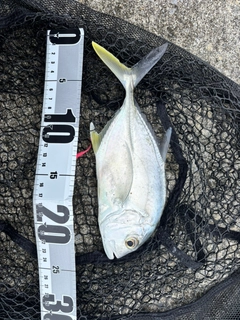 ロウニンアジの釣果