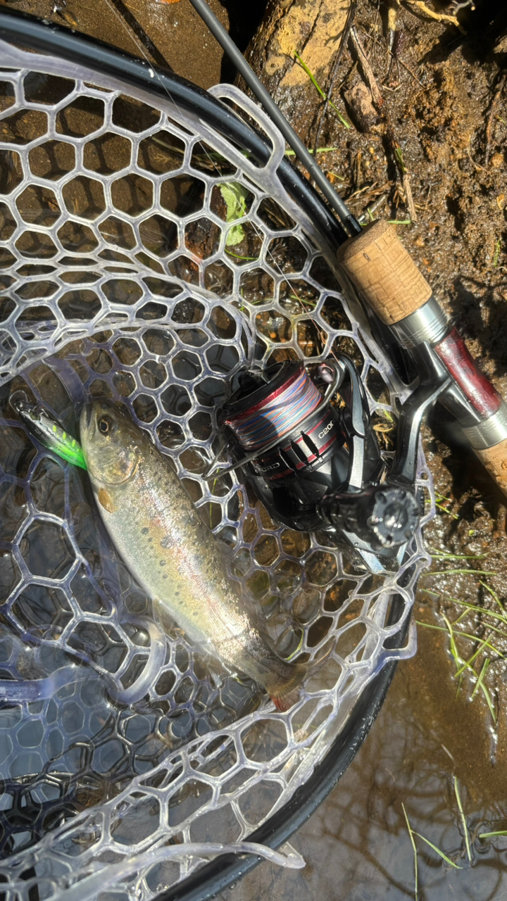 SHIMANO 20ヴァンフォード C2000SHGの最安値・インプレ・釣果 SHIMANO 20ヴァンフォード C2000SHGの最安値・インプレ・釣果