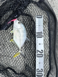オニヒラアジの釣果
