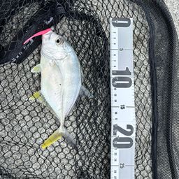 オニヒラアジ