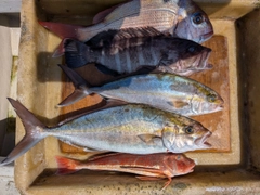 マダイの釣果