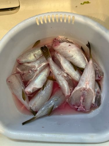 ショウサイフグ