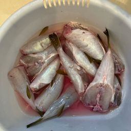 ショウサイフグ