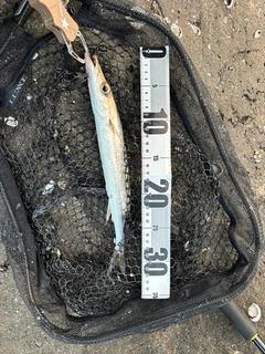 タイワンカマスの釣果