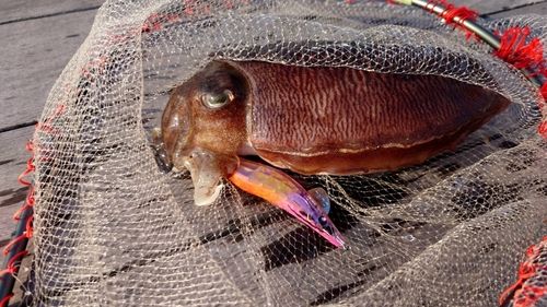 コウイカの釣果
