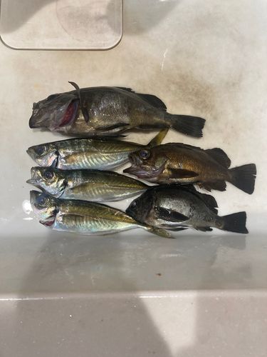 シロメバルの釣果