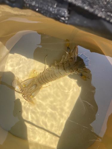 シャコエビの釣果