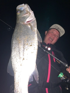 ヒラスズキの釣果
