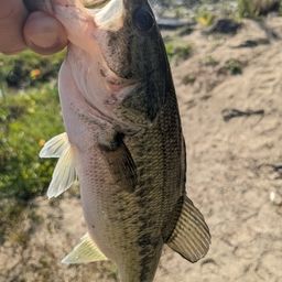 ラージマウスバス