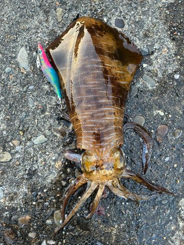 アオリイカの釣果