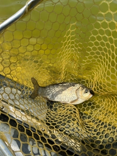 ヘラブナの釣果