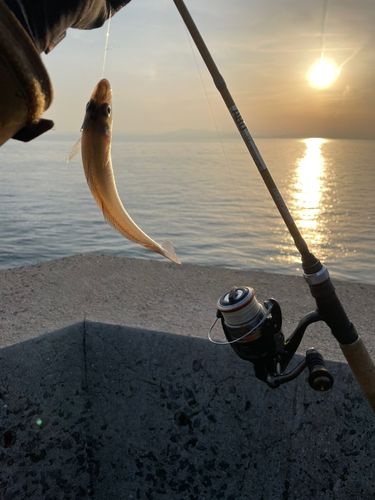 キスの釣果