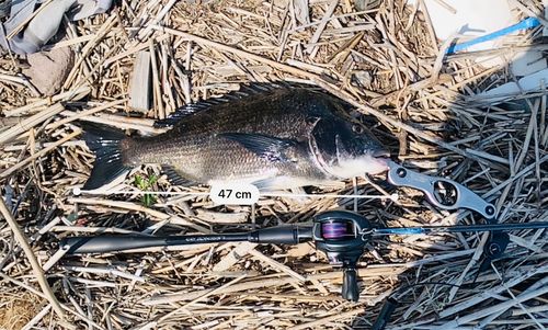 チヌの釣果