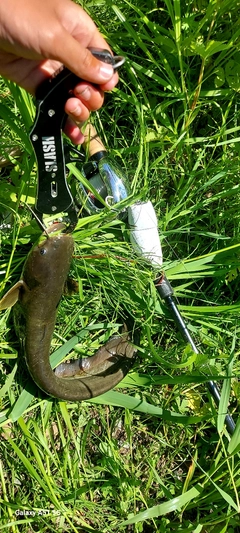 ニホンナマズの釣果