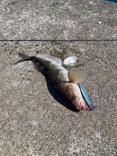 ホッケの釣果