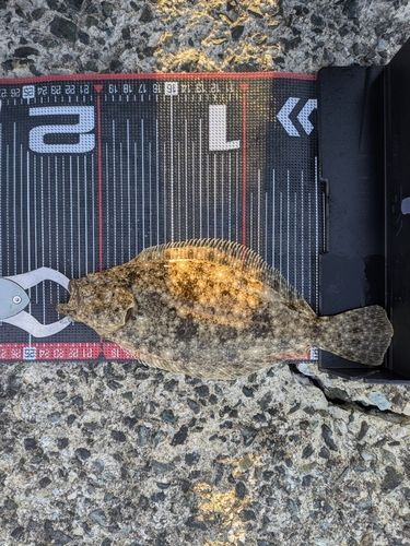 ヒラメの釣果