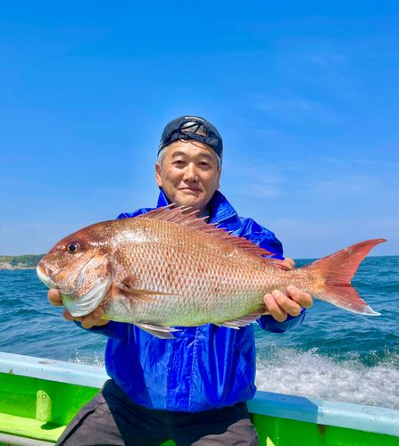 マダイの釣果