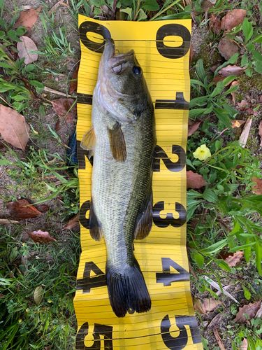 ブラックバスの釣果