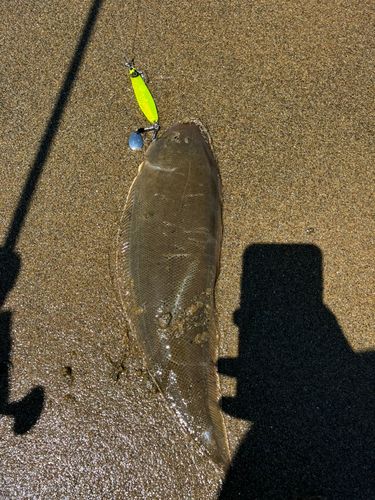 シタビラメの釣果