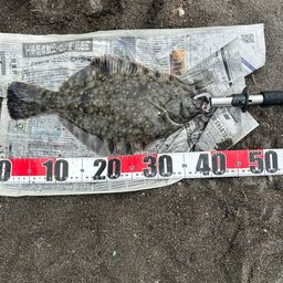 クロガシラガレイ