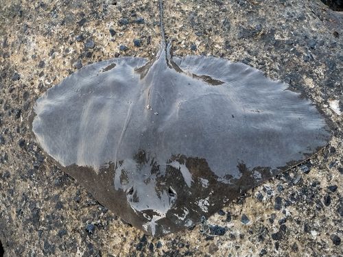 ツバクロエイの釣果