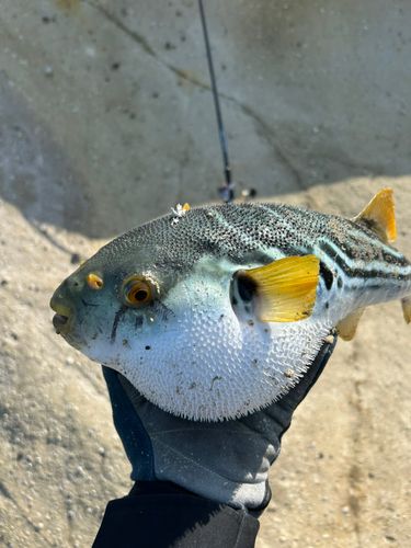 シマフグの釣果