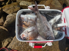 チヌの釣果