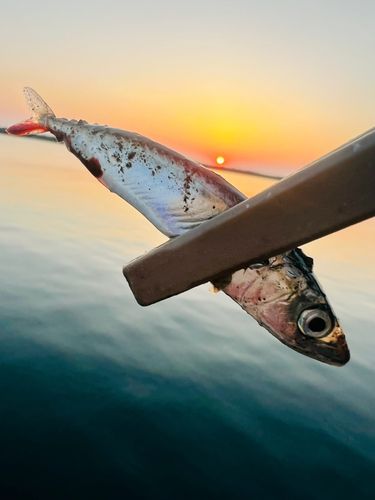 サバの釣果